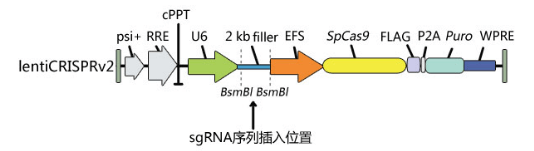 抗體是怎么進行敲除驗證的